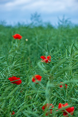 Naklejka premium red poppy flowers in green meadow