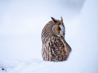 Long-eared owl (Asio otus) sitting on snow. Beautiful owl with orange eyes in snowy forest. Long...