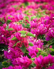 Fototapeta premium beautiful red flowers