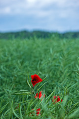 red poppy flowers in green meadow