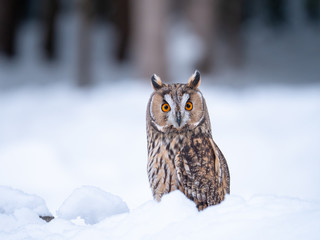 Long-eared owl (Asio otus) sitting on snow. Beautiful owl with orange eyes in snowy forest. Long eared owl portrait. 