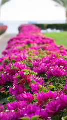 Obraz premium Palm trees,beautiful flowers and footway in tropical garden on Red sea coast, Sharm el Sheikh, Egypt