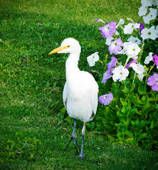 Egyptian white egret walks in search of food.