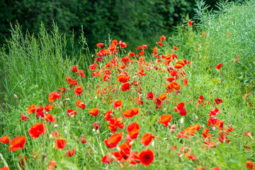 red poppy flowers in green meadow