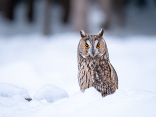 Long-eared owl (Asio otus) sitting on snow. Beautiful owl with orange eyes in snowy forest. Long...