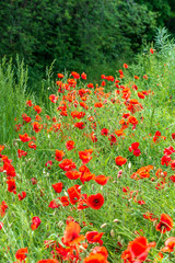 red poppy flowers in green meadow
