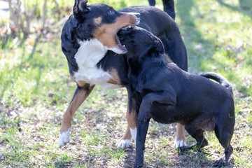 Appenzeller Mountain dog plays with a Labrador mix puppy outdoors