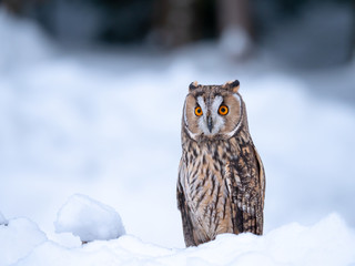 Long-eared owl (Asio otus) sitting on snow. Beautiful owl with orange eyes in snowy forest. Long eared owl portrait. 