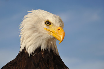 Aigle
