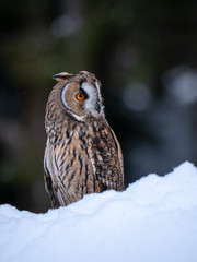 Long-eared owl (Asio otus) sitting on snow. Beautiful owl with orange eyes in snowy forest. Long eared owl portrait. 