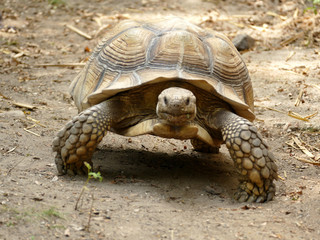 Giant Galapagos tortoise smiling while walking - portrait