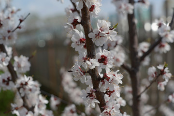 blooming cherry in the garden