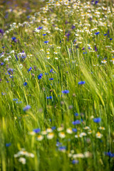 summer green meadow with random flowers blooming in mid summer day