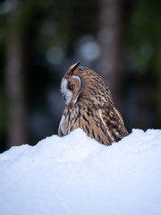 Long-eared owl (Asio otus) sitting on snow. Beautiful owl with orange eyes in snowy forest. Long eared owl portrait. 