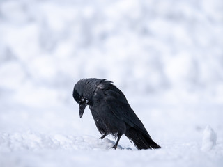 Western jackdaw (Coloeus monedula) on the snowy tree. Eurasian jackdaw in snowy forest. Western jackdaw in winter forest.
