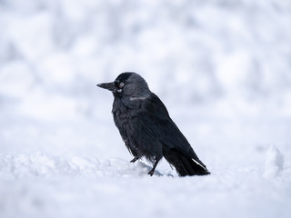 Western jackdaw (Coloeus monedula) on the snowy tree. Eurasian jackdaw in snowy forest. Western jackdaw in winter forest.
