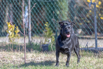 A little black dog outdoors in green grass. The dog is a mixed of a Labrador retriever.