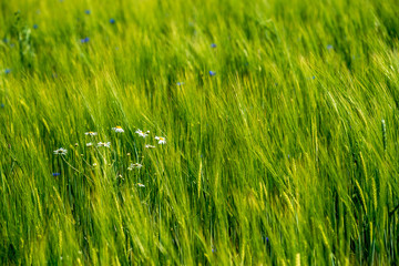 summer green meadow with random flowers blooming in mid summer day