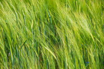 summer green meadow with random flowers blooming in mid summer day