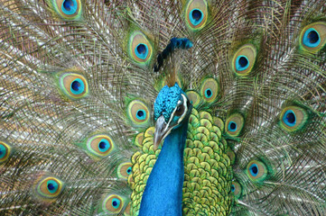 A peacock spreads his feathers in a fantastic display of colors at a sanctuary on Maui, Hawaii