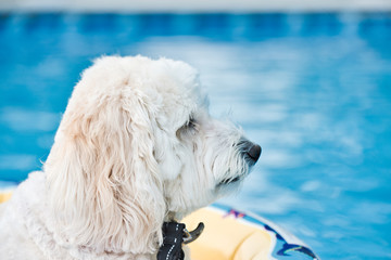 A labradoodle dog relaxes while floating in the backyard pool on a sunny, summer day