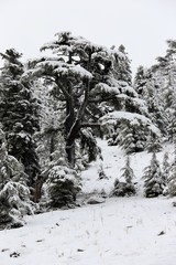tree, winter, snow, forest, sky, nature, landscape, blue, mountain, cold, trees, pine, white, mountains, wood, cloud, season, clouds, electricity, tower, fir, green, christmas, power, hill, bisikleti,