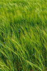 summer green meadow with random flowers blooming in mid summer day