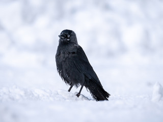 Fototapeta premium Western jackdaw (Coloeus monedula) on the snowy tree. Eurasian jackdaw in snowy forest. Western jackdaw in winter forest.
