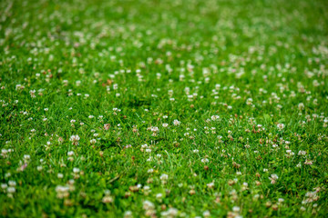 Fototapeta premium white spring flowers on natural green meadow background