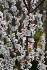 blooming cherry in the garden