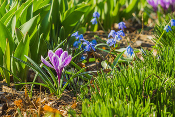 Violet crocus on the flowerbed, springtime