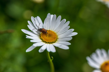 Fototapeta premium białe wiosenne kwiaty na tle naturalnej zielonej łące