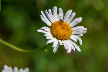 Fototapeta premium white spring flowers on natural green meadow background