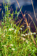 white spring flowers on natural green meadow background