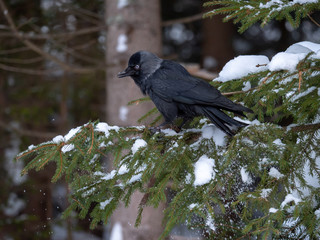 Western jackdaw (Coloeus monedula) on the snowy tree. Eurasian jackdaw in snowy forest. Western jackdaw in winter forest.