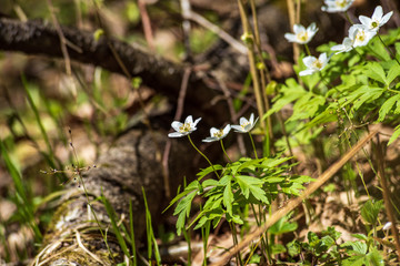 white spring flowers on natural green meadow background