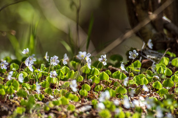 white spring flowers on natural green meadow background