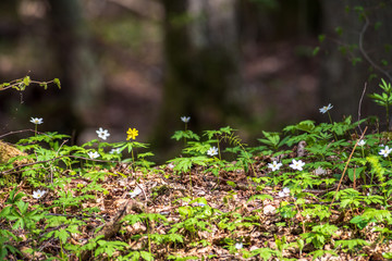 white spring flowers on natural green meadow background