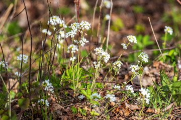 white spring flowers on natural green meadow background