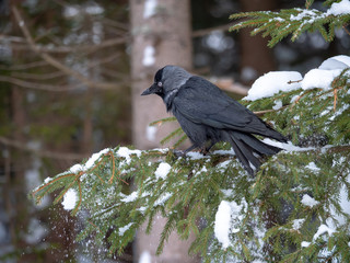 Western jackdaw (Coloeus monedula) on the snowy tree. Eurasian jackdaw in snowy forest. Western jackdaw in winter forest.