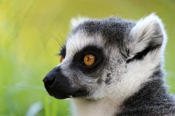 lemur