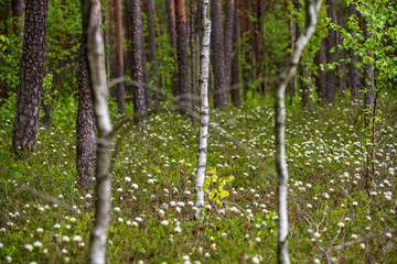 Obraz premium white spring flowers on natural green meadow background