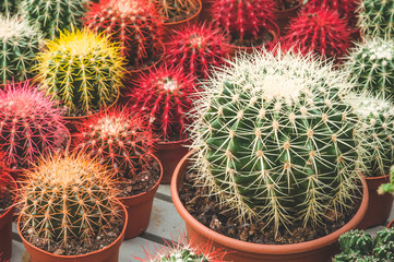 Various colored cacti plants in a greenhouse. Various cacti on the shelf in the store. 