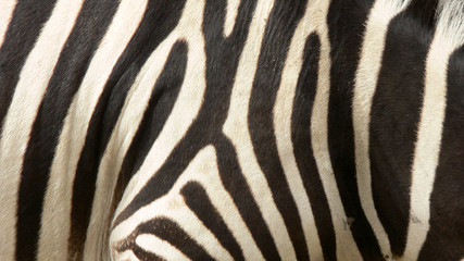Fototapeta na wymiar Zebra pattern - skin of a live zebra