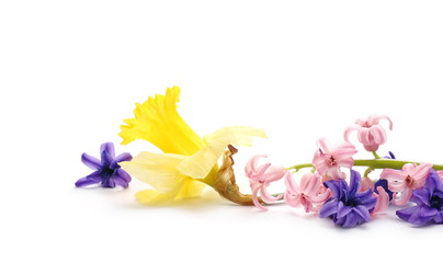 Obraz na płótnie Canvas Blooming spring flowers, hyacinth and narcissus isolated on white background