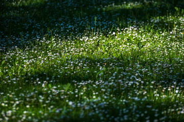 white spring flowers on natural green meadow background