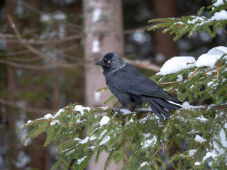 Western jackdaw (Coloeus monedula) on the snowy tree. Eurasian jackdaw in snowy forest. Western jackdaw in winter forest.
