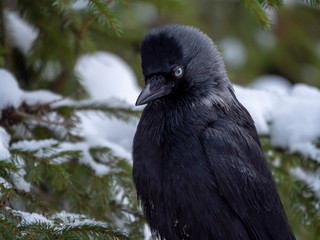 Western jackdaw (Coloeus monedula) on the snowy tree. Eurasian jackdaw in snowy forest. Western jackdaw in winter forest.