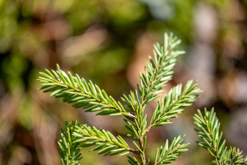 wet spruce tree close up shoot macro