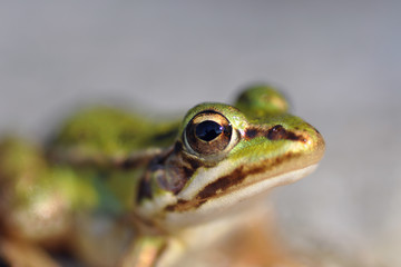 Grenouille